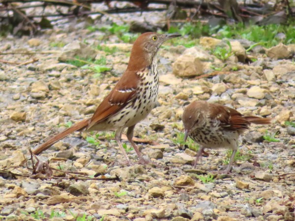 Brown Thrashers.