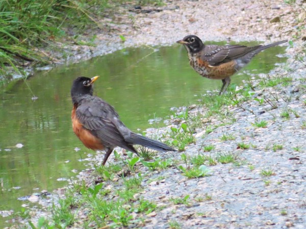 Adult and Immature American Robins
