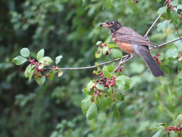 Immature American Robin.
