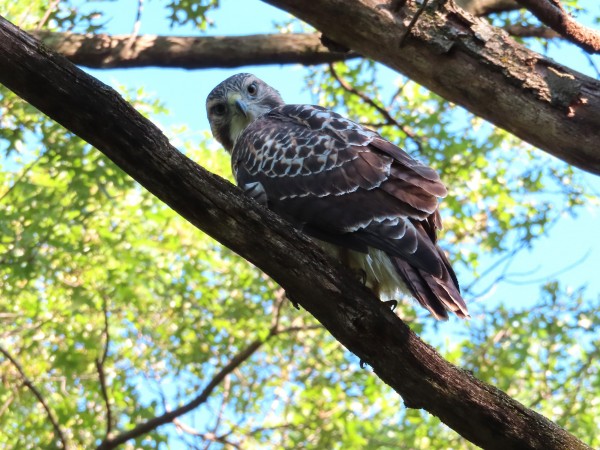 Juvenile Red-tailed Hawk.