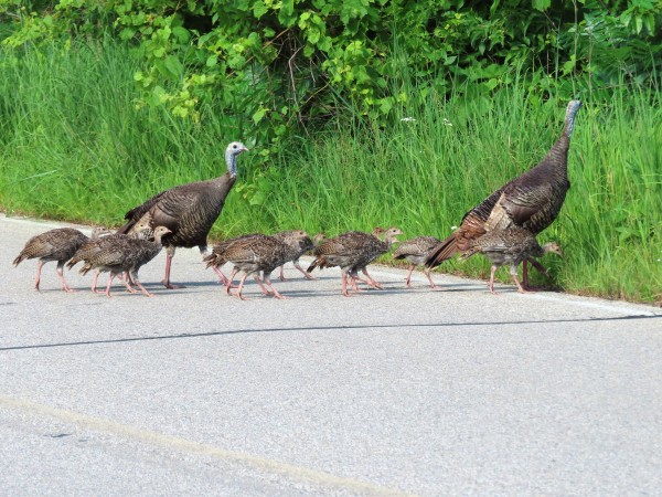 Wild Turkeys .
