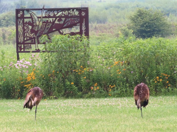 Sandhill Cranes.