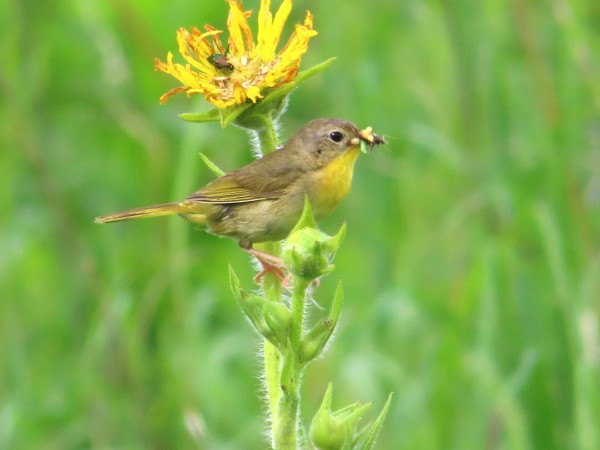 Female Common Yellowthroat.