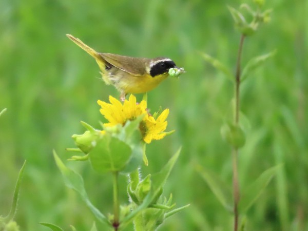 Male Common Yellowthroat.