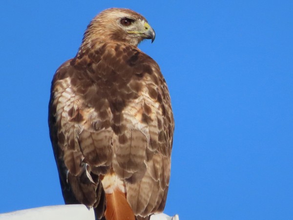 Red-tailed Hawk