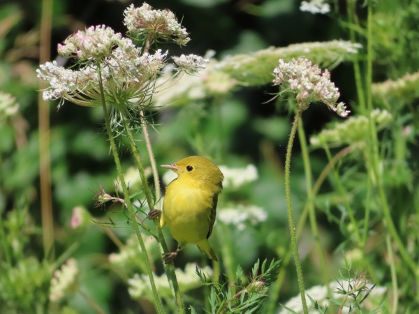 Yellow Wabler.