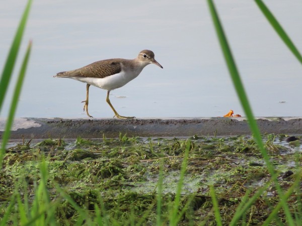 Spotted Sandpiper.