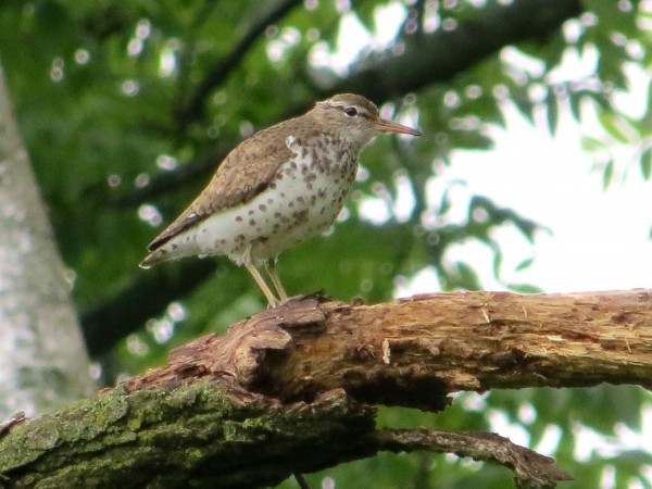 Spotted Sandpiper.
