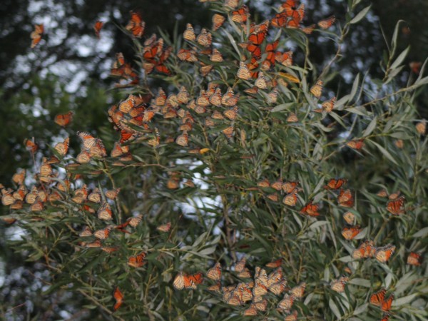 Monarch roost in Paynesville, MN.