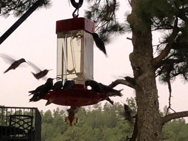 Feeding frenzy in New Mexico.