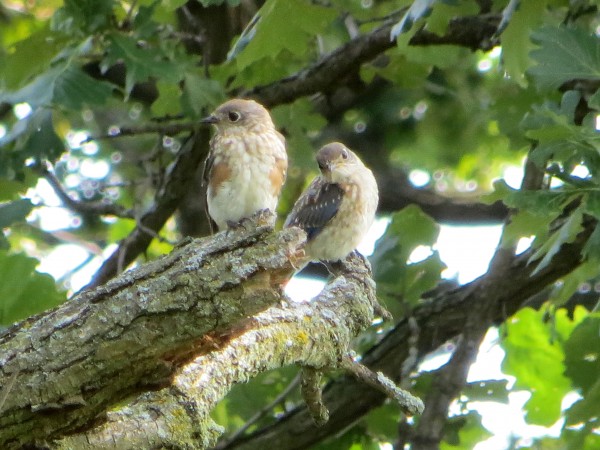 Juvenile Eastern Bluebirds.