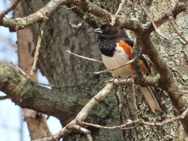 Eastern Towhee.
