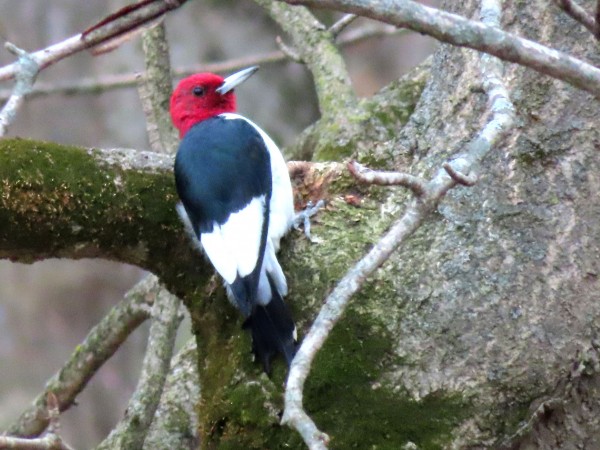 Red-headed Woodpecker
