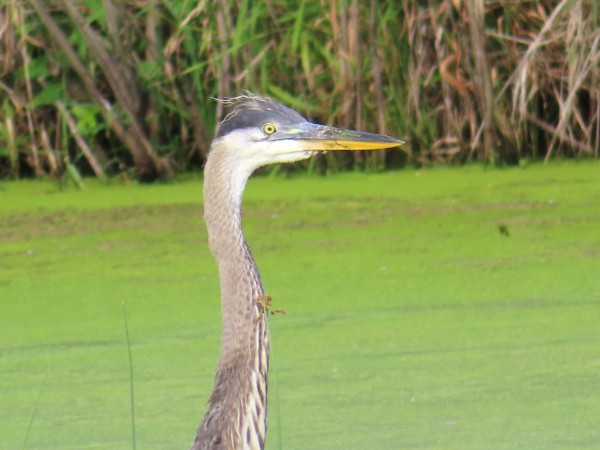  Immature Great Blue Heron 