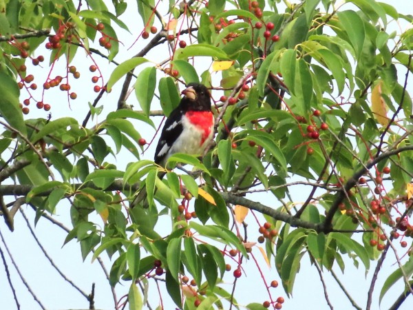 Rose-breasted Grosbeak.
