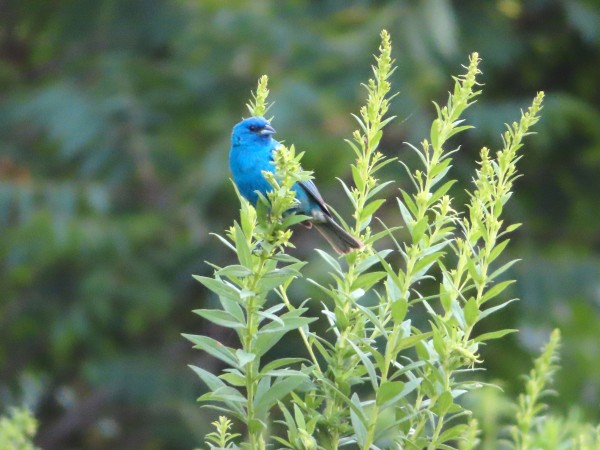 Indigo Bunting.