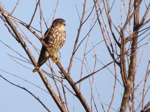 Merlin