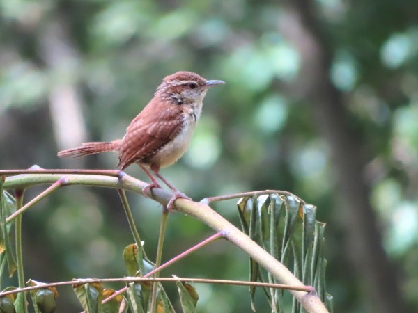 Carolina Wren.