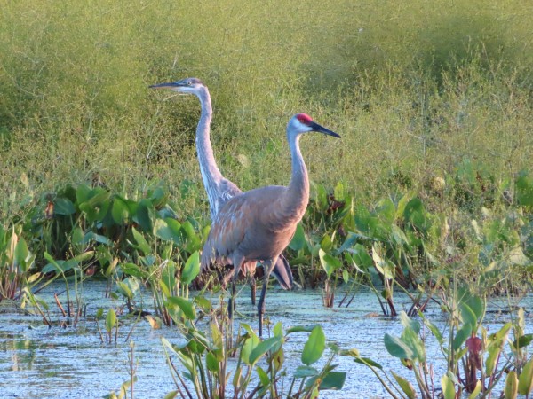 Great Blue Heron and Sandhill Crane.