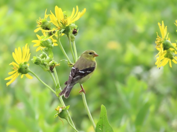 Female American Goldfinch