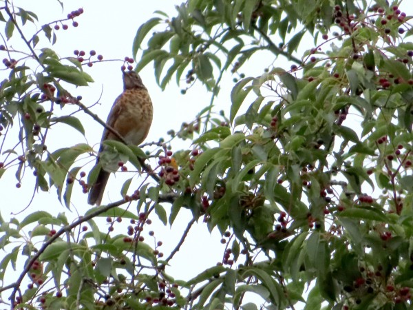 Juvenile American Robin.