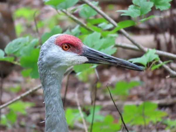 Sandhill Crane.