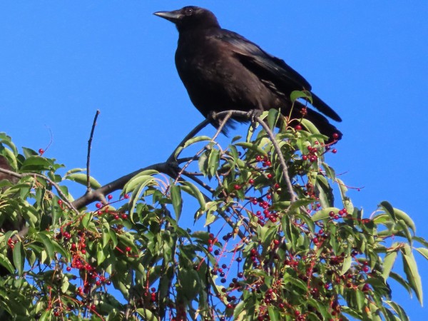 American Crow.