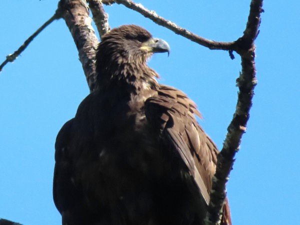  Juvenile Bald Eagle.