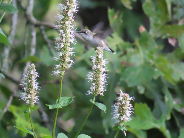 Ruby-throated Hummingbird.