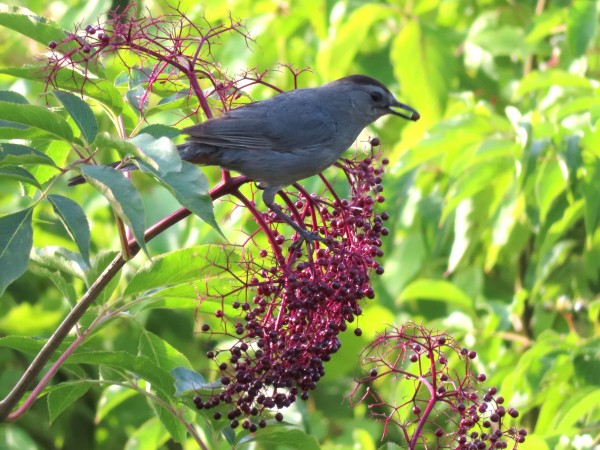 Gray Catbird.
