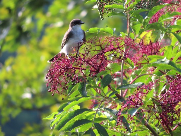 Eastern Kingbird.