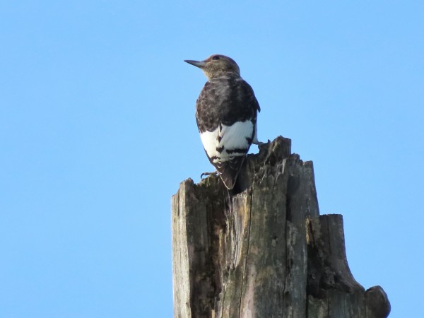  Juvenile Red-headed Woodpecker.