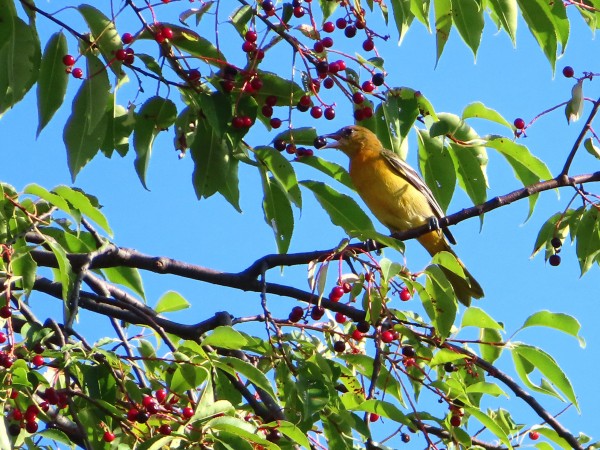 Baltimore Oriole.
