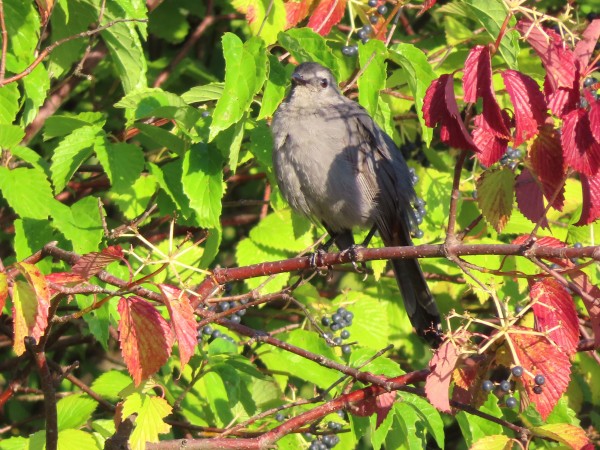 Gray Catbird.