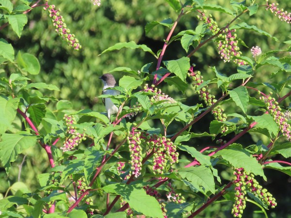 Eastern Kingbird.