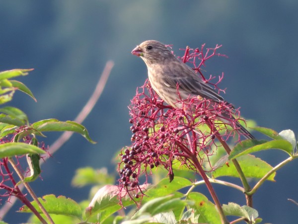 House Finch.