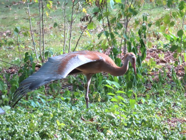 Sandhill Crane.