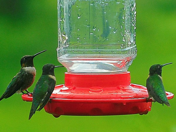 Male Ruby-throated Hummingbirds at feeder.