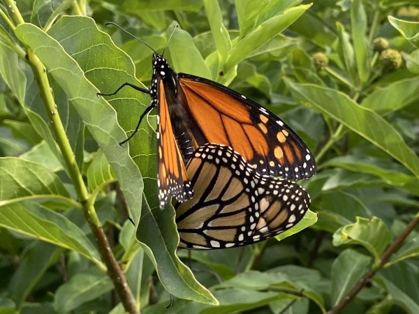 Monarchs mating.