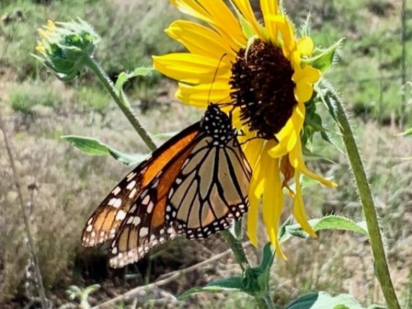 monarch