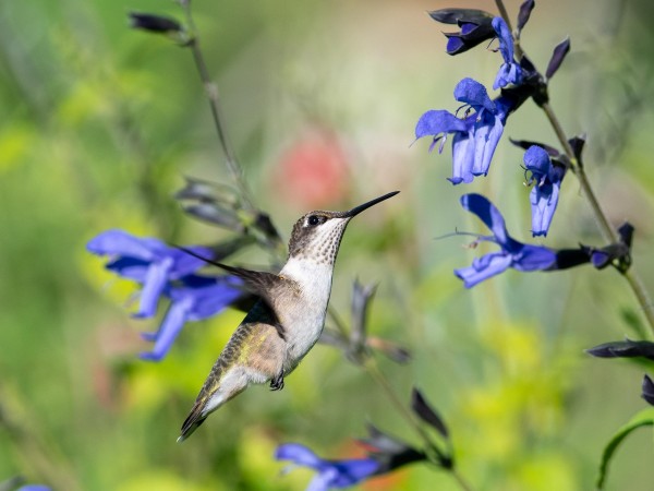 Ruby throated hummingbird