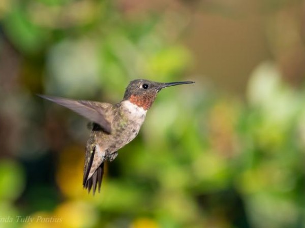 Ruby throated hummingbird