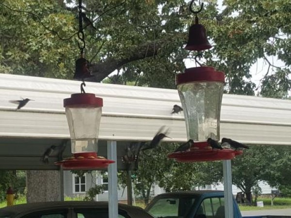 Ruby throated hummingbird