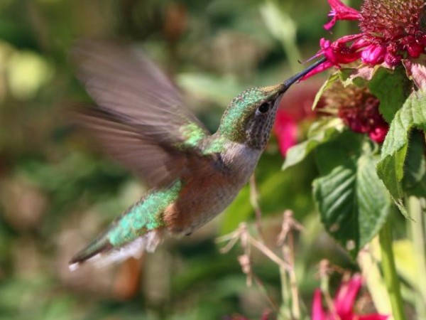 Broad-tailed Hummingbird