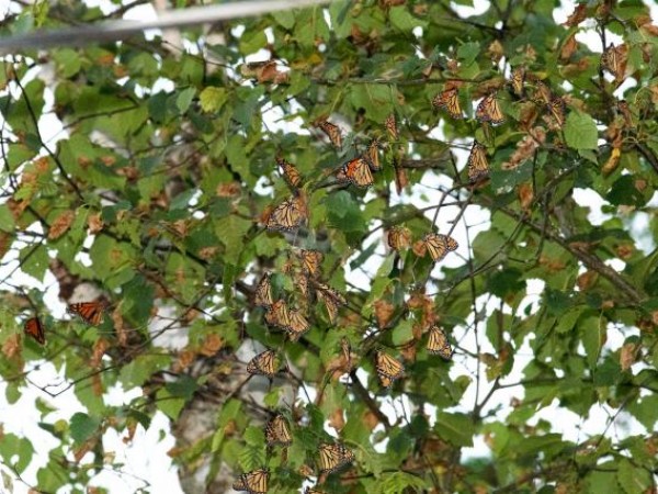 monarch roost