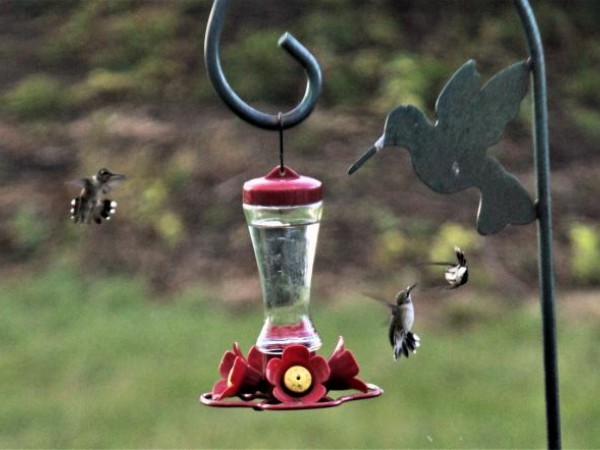 Ruby throated hummingbird