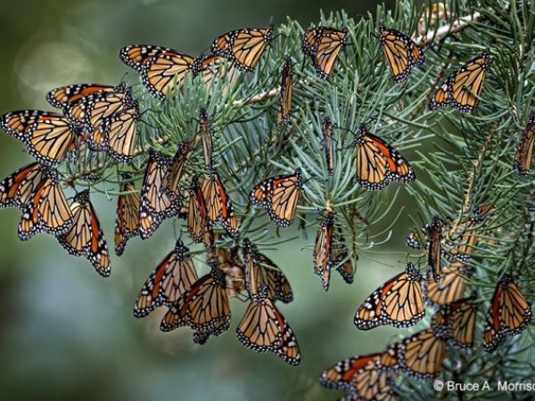 monarch roost