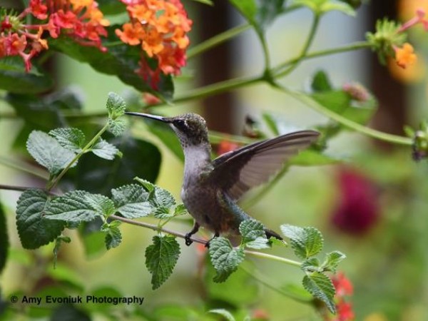 Ruby throated hummingbird