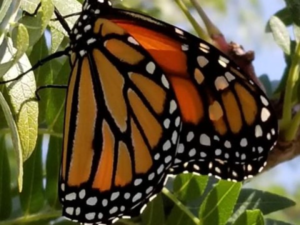 monarch