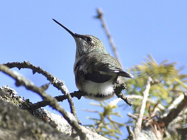Hummingbird perched in tree.